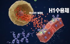 히스타민은 어떻게 만들어지고, 어떻게 폭발하는가?